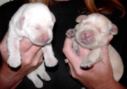 Labrador Puppies