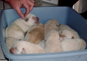 New Litter